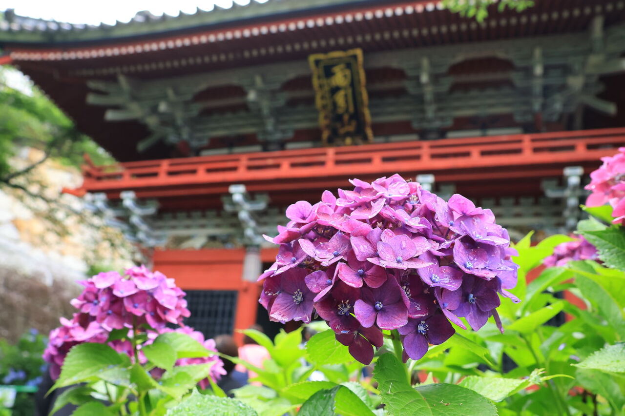あじさい祭りを堪能したよ?（雨引観音様にて！） : みちくさんぽ 