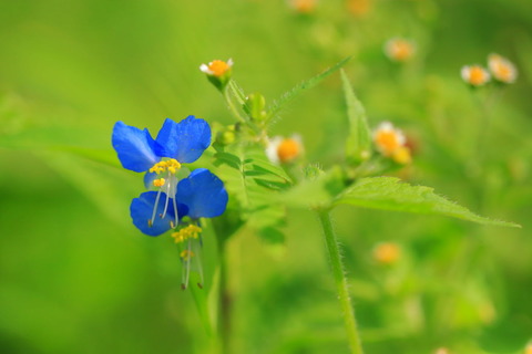 里山の森_2021.07.14_163