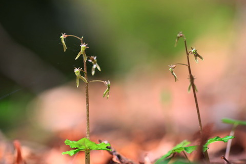 ヒメフタバラン🌼