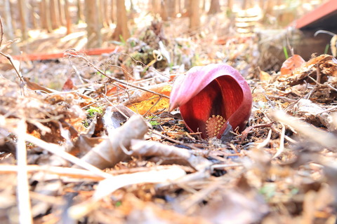 ひっそりと待っていてくれた座禅草！（カタクリ山公園）
