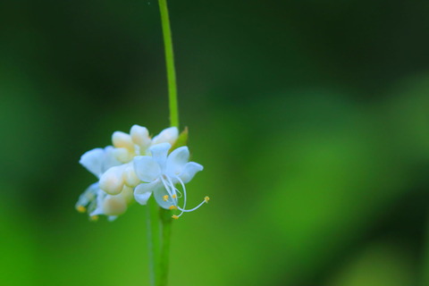 里山の森_2021.08.20_074