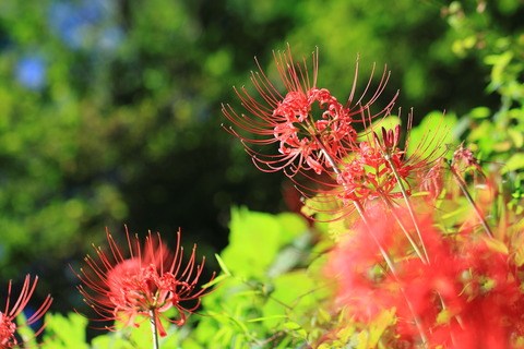 茂木20150920_曼珠沙華068