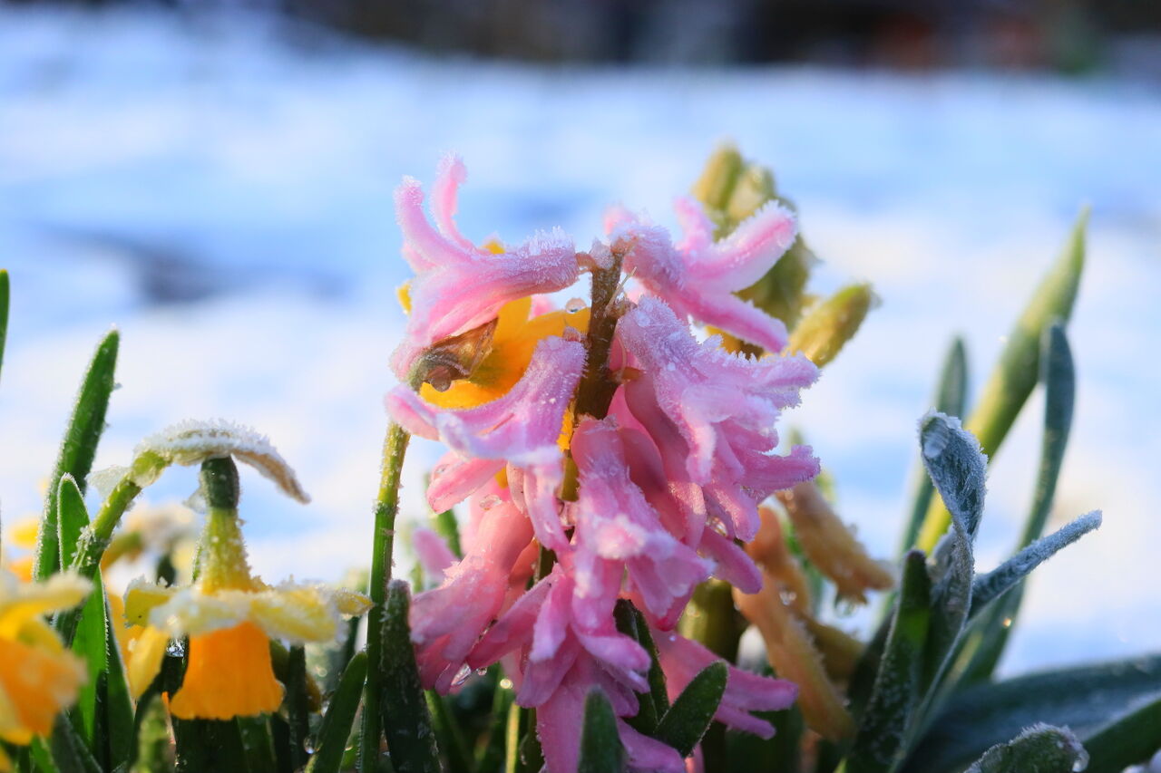 庭先さんぽ 大雪と寒さがもたらし芸術作品群 みちくさんぽ 人生道草散歩