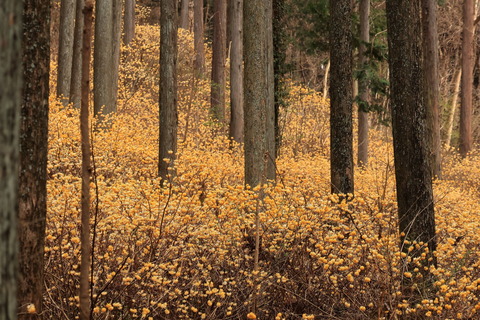 ミツマタの森を訪ねました😊！（栃木県北山麓の里山をウロウロ！）