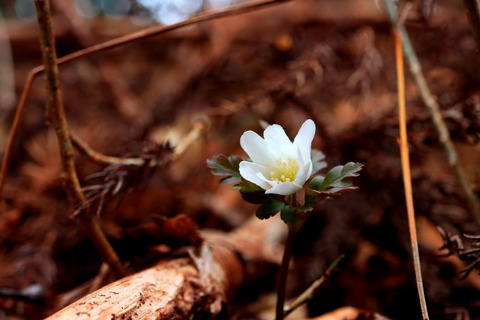 新たなお花が咲き出していました。栃木県北山麓の里山😊