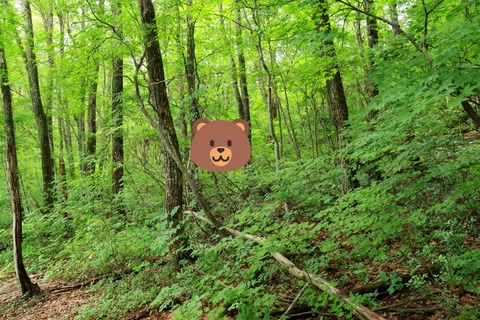 KUMA
