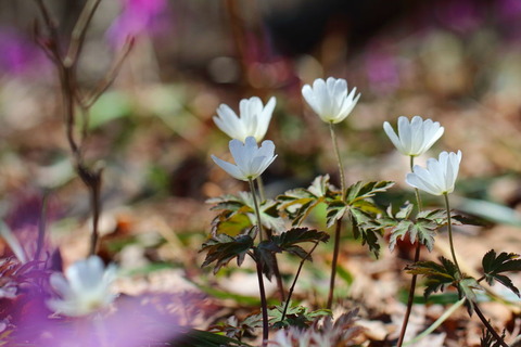 角田山20150402_180