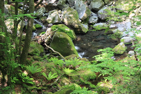 高原山塊_20120604_019