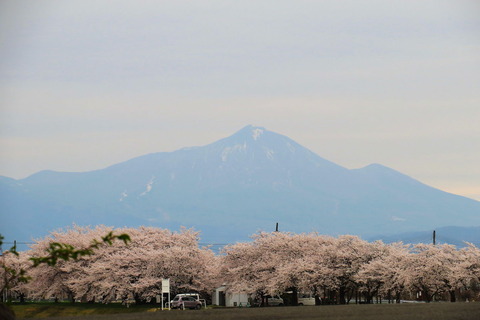 会津の桜旅（№６：宮川の千本桜＆伊佐須美神社）