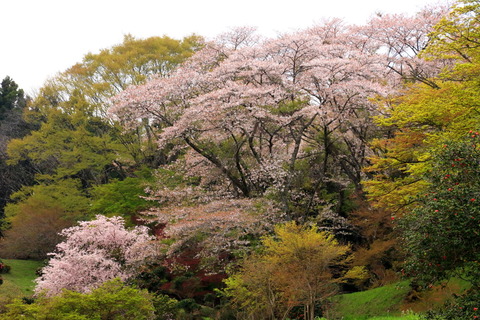 佐久山御殿山公園でさくら散歩🌸🌸🌸！