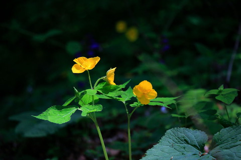 裏八溝_19.05.13_313