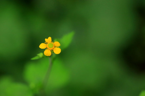 里山の森_2021.07.14_313