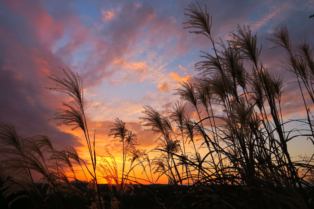 夕焼け散歩(R02.12.02) : みちくさんぽ♬(人生道草散歩) 夕焼け散歩(R02.12.02) : みちくさんぽ♬(人生道草散歩)