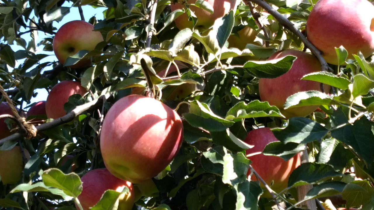 石川県 秋に輝くりんごの星 秋星 まつのblog We Like Vegetables 石川県 秋に輝くりんごの星 秋星 まつのblog We Like Vegetables