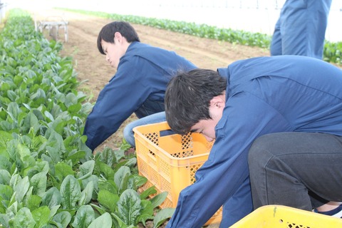 新入社員産地研修_07