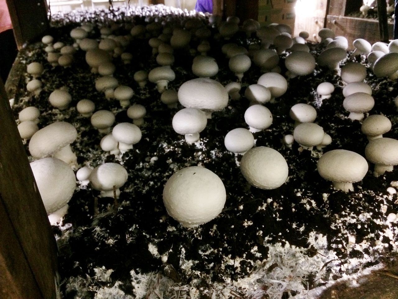 岡山県 生で召し上がれ 雪のような真っ白マッシュルーム 前編 まつのblog We Like Vegetables