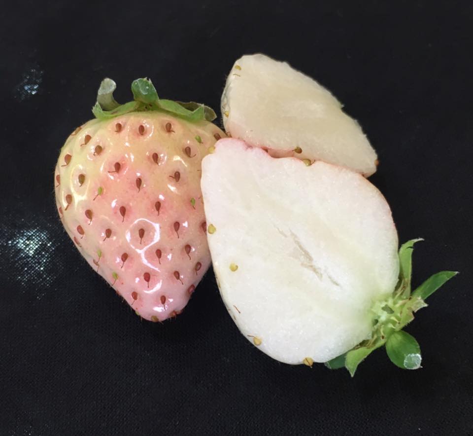 佐賀県 世界に一つだけのイチゴ 白い宝石 美白の果実 まつのblog We Like Vegetables