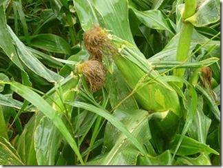 !cid_0CB7155F58014886822330D1A24FDCD6@PC65