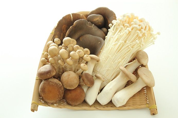 沖縄県 驚きのコリコリ食感 亜熱帯の黒あわび茸 まつのblog We Like Vegetables 沖縄県 驚きのコリコリ食感 亜熱帯の黒あわび茸 まつのblog We Like Vegetables