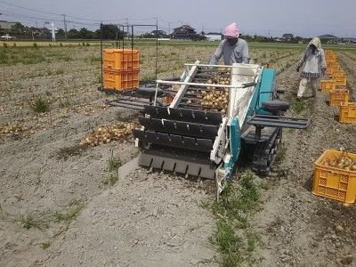 玉ねぎ