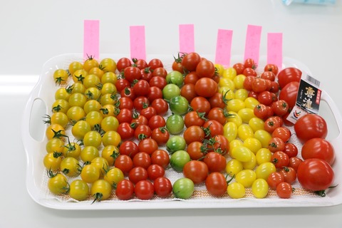 まつのベジフルサポーター全国研修会