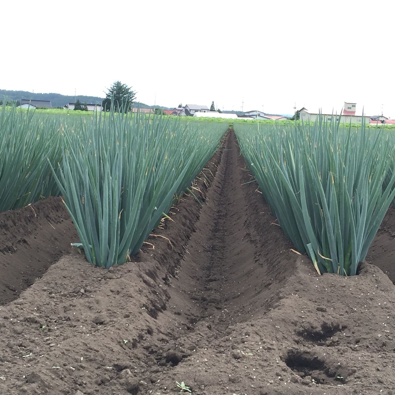 青森県】十和田の「ぼけしらず」ネギの収穫・出荷が始まりました
