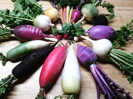 カラフル根菜