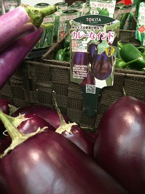 インドなナス