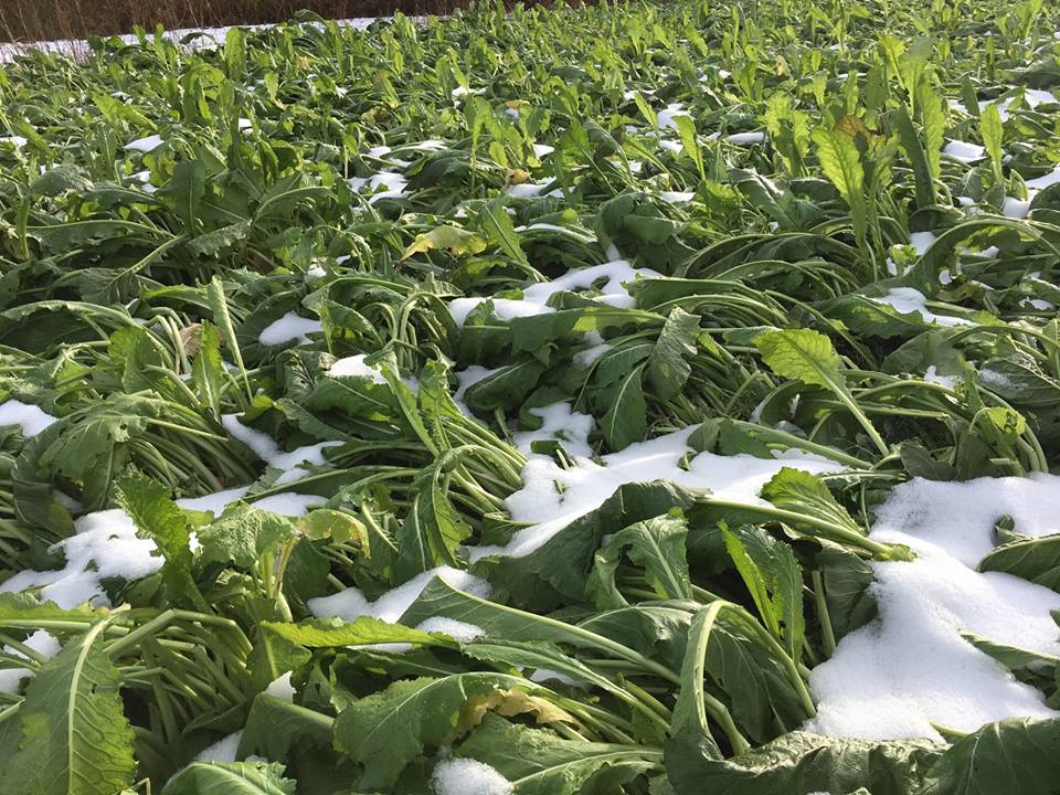 長野県 初冬の風物詩 野沢菜漬け まつのblog We Like Vegetables