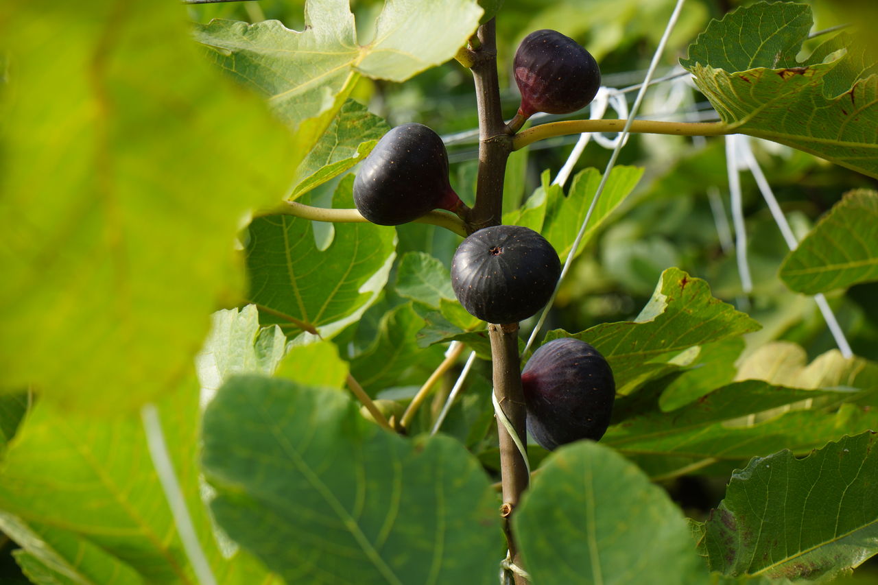 佐賀県 黒いダイヤと呼ばれる果物 まつのblog We Like Vegetables