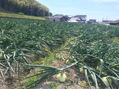 泉州たまねぎ