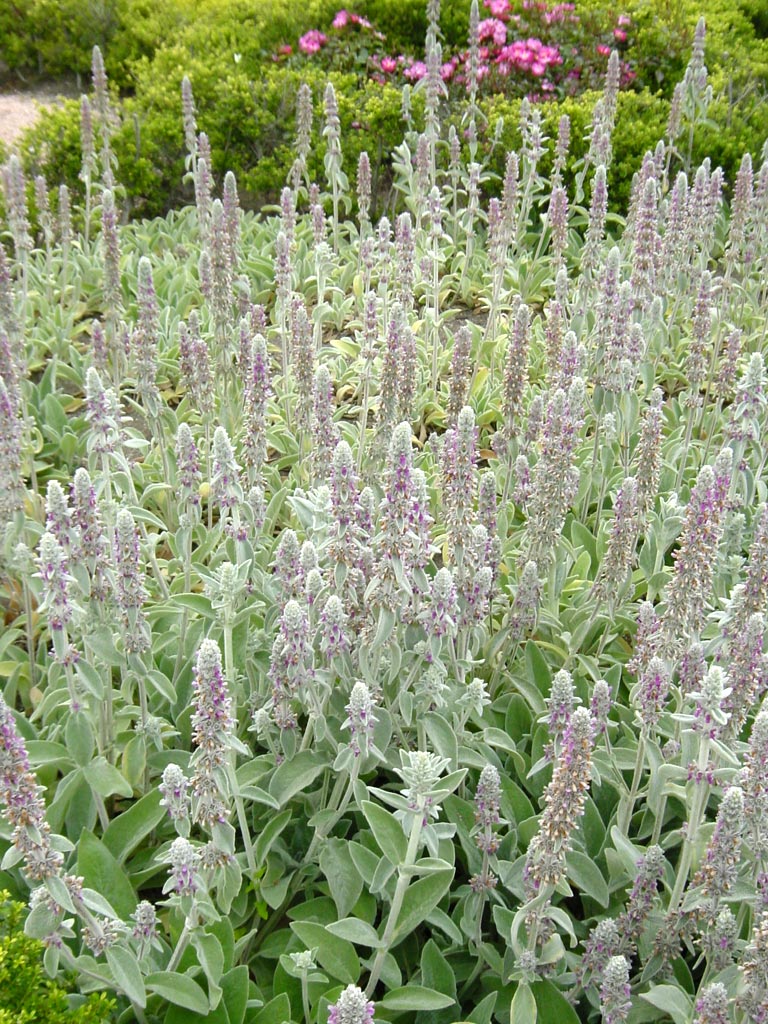 15年の干支 羊は ぜひラムズイヤーを まつのblog We Like Vegetables 15年の干支 羊は ぜひラムズイヤーを まつのblog We Like Vegetables