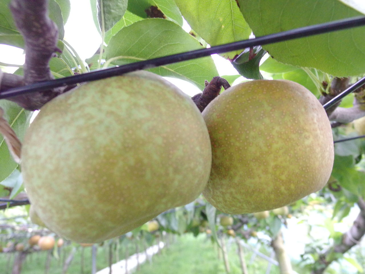 知って買う楽しみ 埼玉県久喜市 矢野農園さんの梨 まつのblog We Like Vegetables 知って買う楽しみ 埼玉県久喜市 矢野農園さんの梨 まつのblog We Like Vegetables