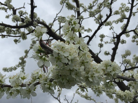 貴陽の花