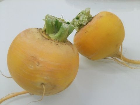 黄かぶ