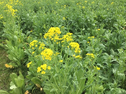 9　勝山水菜圃場