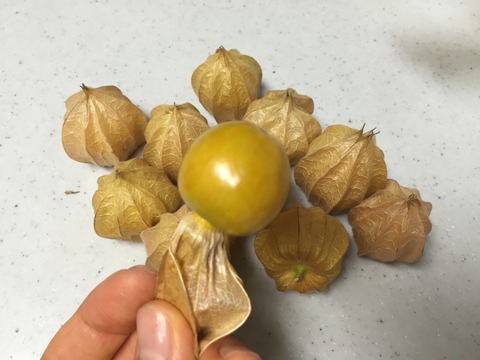 太陽の子