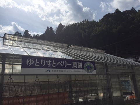 ブルーベリー農園