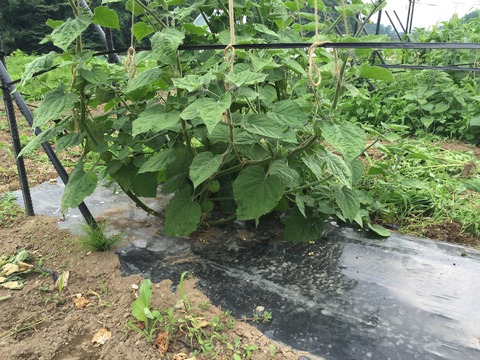 7月の畑
