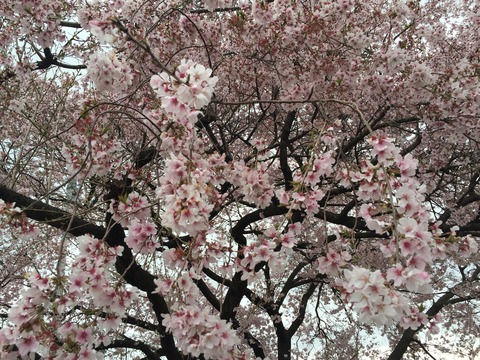 ハリウッドの花