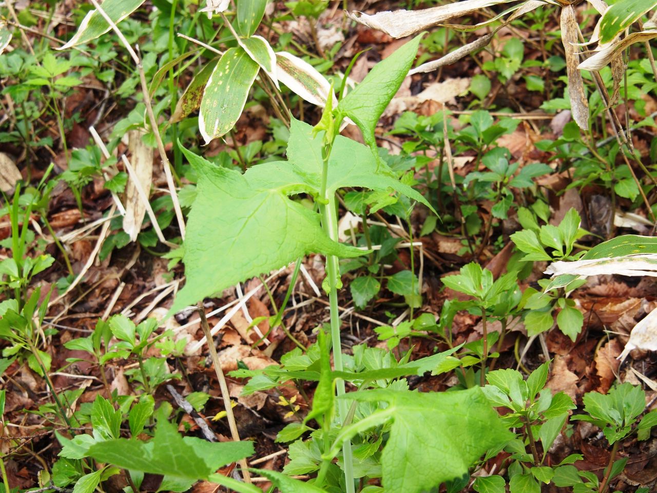 極上天然 ウドブキ ボンナ 信州北アルプス産 くわだい ボウナ 山菜 楽天市場】ボウナ 10.5cmポット苗 数量割引あり/山菜苗/耐寒性多年草