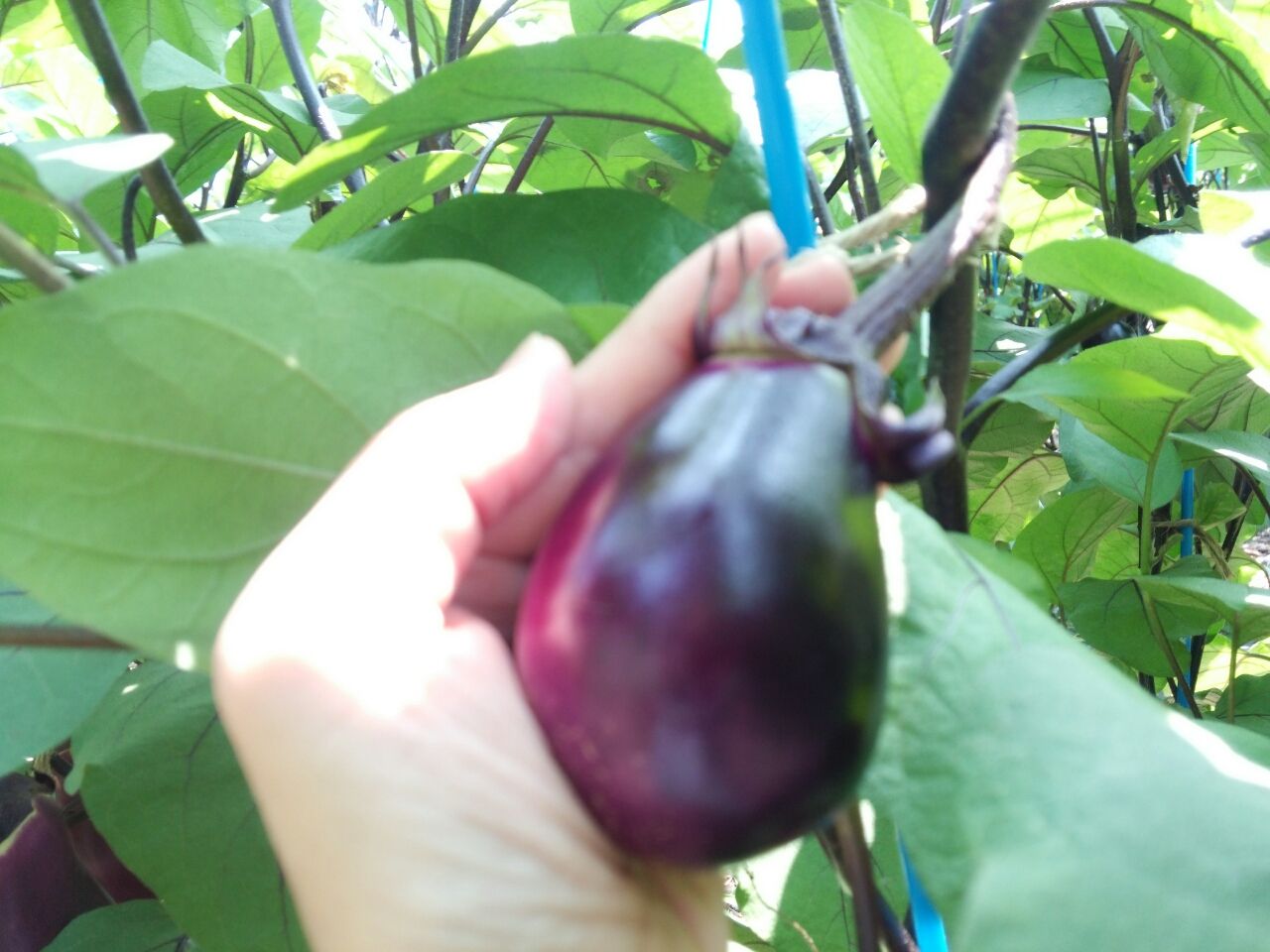 幻の江戸東京野菜 寺島なす 前編 畑レポート まつのblog We Like Vegetables 幻の江戸東京野菜 寺島なす 前編 畑レポート まつのblog We Like Vegetables
