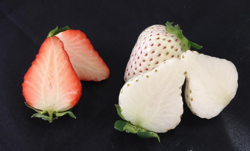佐賀県 世界に一つだけのイチゴ 白い宝石 美白の果実 まつのblog We Like Vegetables 佐賀県 世界に一つだけのイチゴ 白い宝石 美白の果実 まつのblog We Like Vegetables