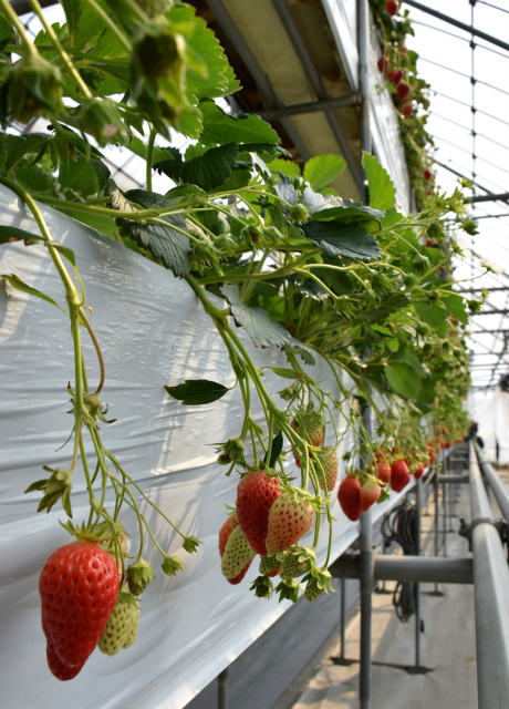 イチゴ13品種を食べ比べ!【いちご園 藤田】〜No.1 : まつのBLOG ~We ...