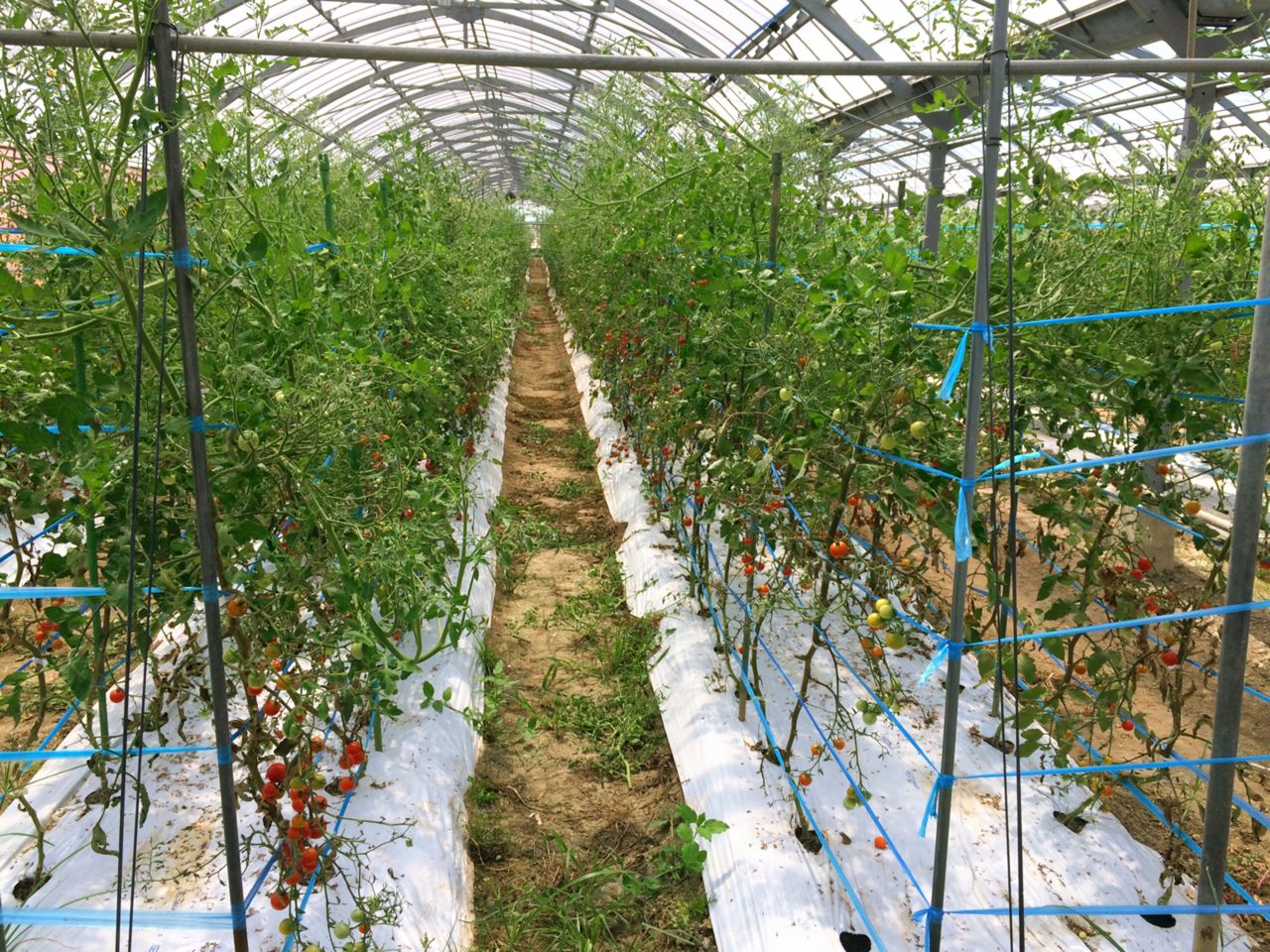 熊本県 旨みとコクが濃厚すぎるミニトマト まつのblog We Like Vegetables 熊本県 旨みとコクが濃厚すぎるミニトマト まつのblog We Like Vegetables