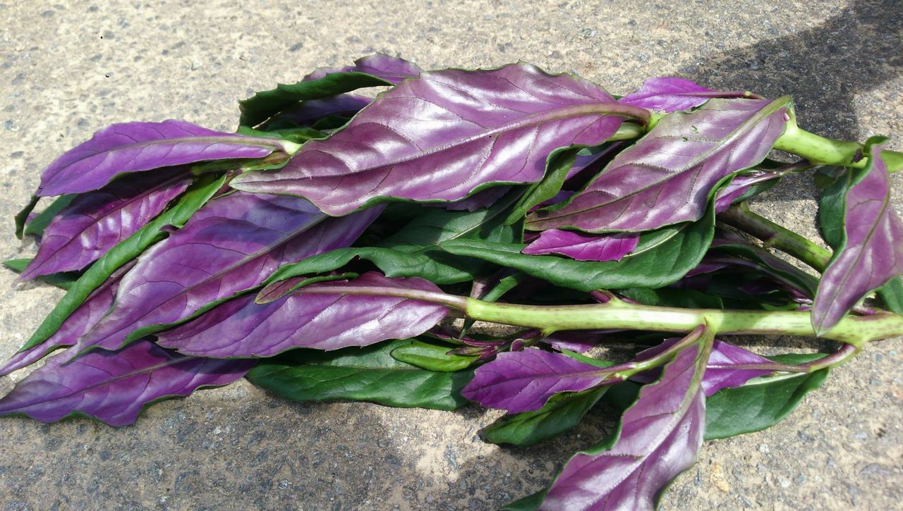 石川県 赤紫色が美しい加賀野菜 金時草 キンジソウ まつのblog We Like Vegetables