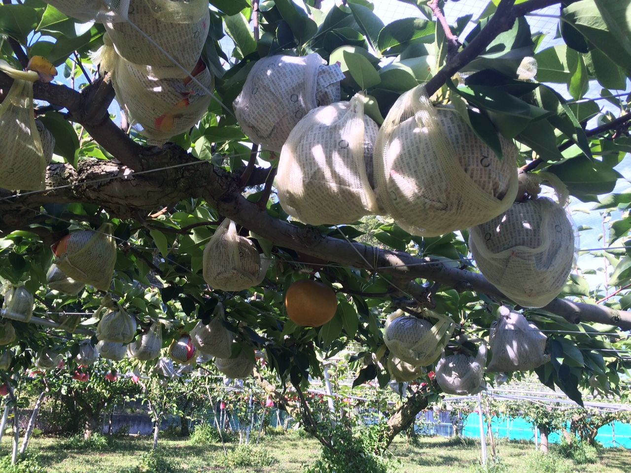 大阪府 秋の味覚 梨 日本一大きな 愛宕梨 まつのblog We Like Vegetables