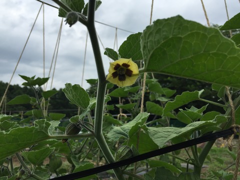 太陽の子の花