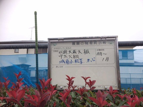 大蔵大根