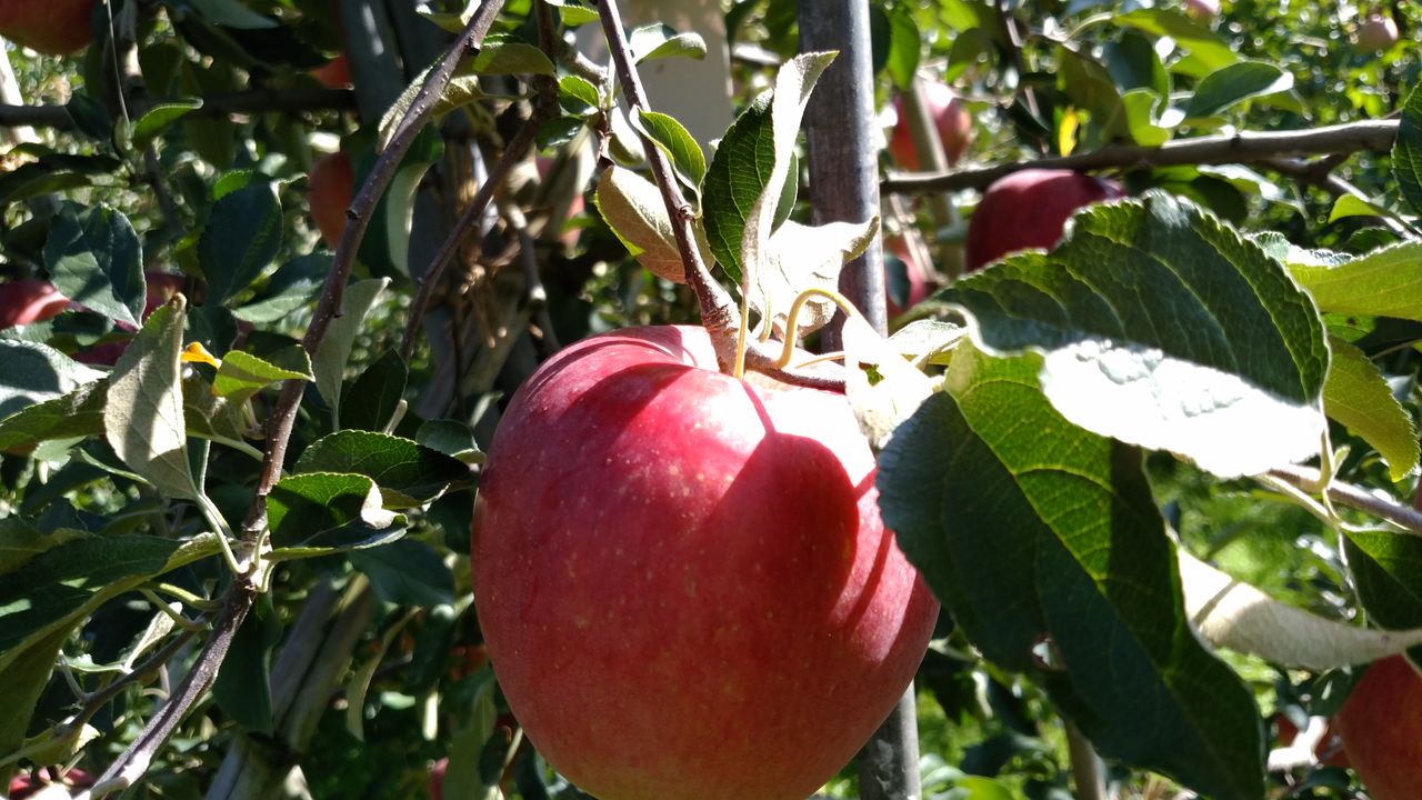 石川県 秋に輝くりんごの星 秋星 まつのblog We Like Vegetables 石川県 秋に輝くりんごの星 秋星 まつのblog We Like Vegetables